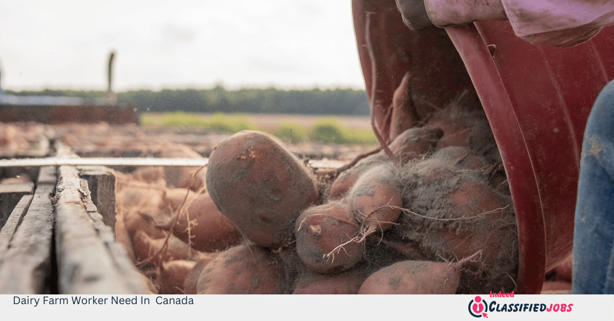 Dairy Farm Worker Need In Canada